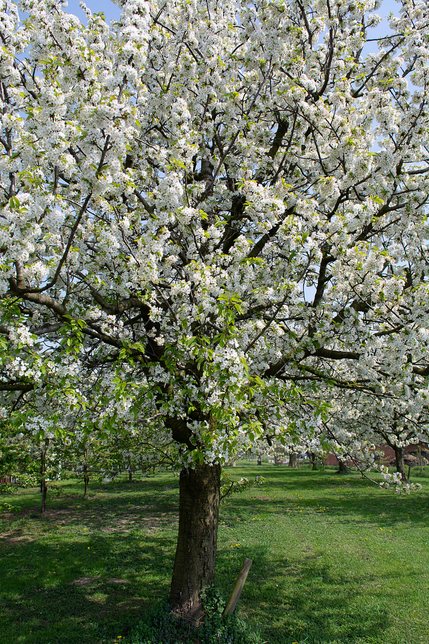 镜头里的春天#  探秘梨花盛世:四平梨树县的诗意果园之旅  春风如诗