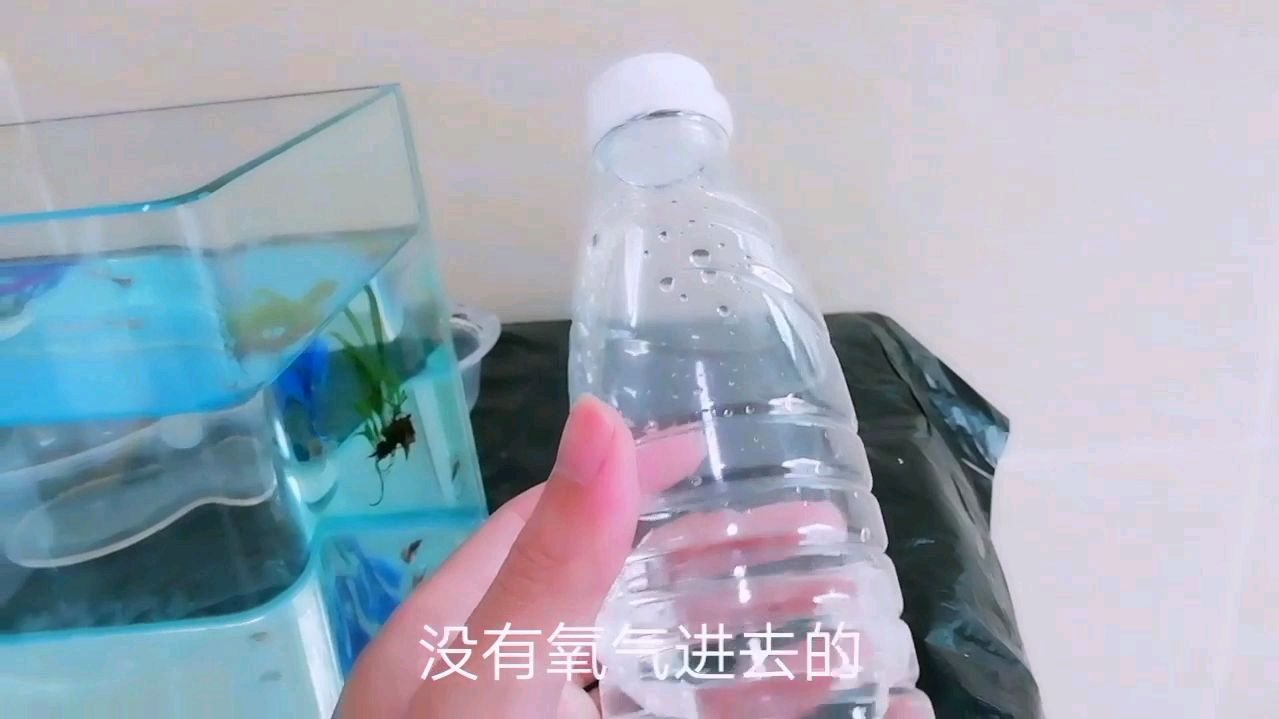 把孔雀鱼密封在一个矿泉水瓶子里15天,15天后孔雀鱼还活着?