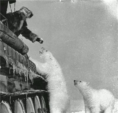 1944年,苏联兵在喂养坦克一样高的北极熊,不愧是战斗民族!