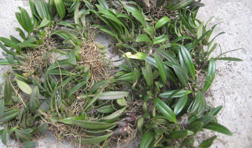 石崖边上的这种"怪绿豆",它可是特效的"感冒灵",你认识吗?