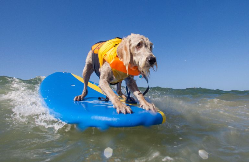 四张汪星人冲浪的搞笑图片:真的是又酷又帅!圈粉了!