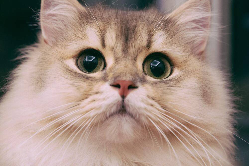 这是我见过最美丽的猫咪瞳孔!绝对不输给布偶猫的颜值,太逆天了