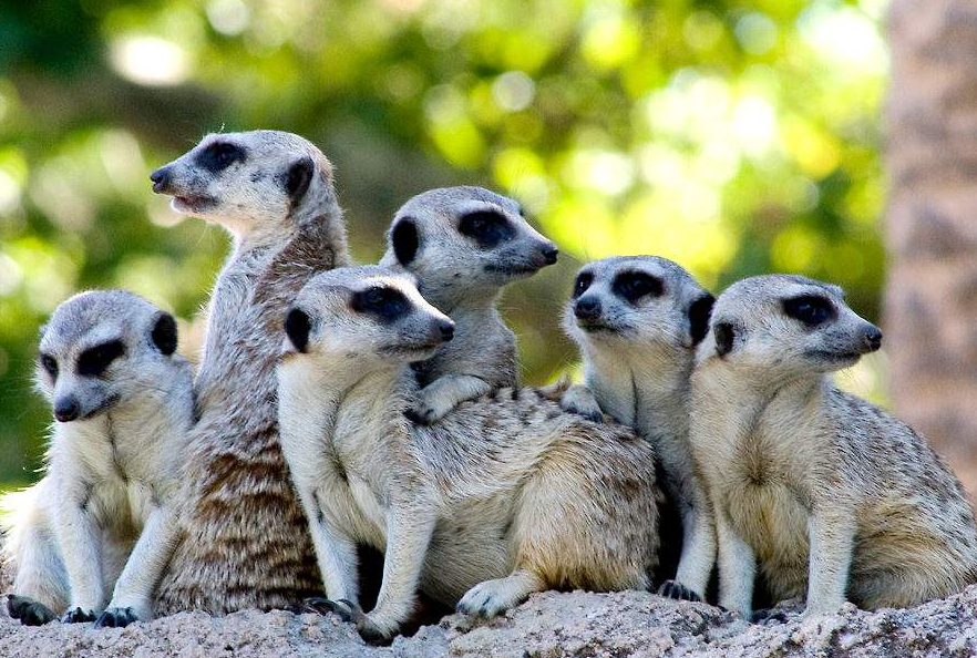澳大利亚最大动物园,这里有很多濒危稀少物种,你未曾见过的动物