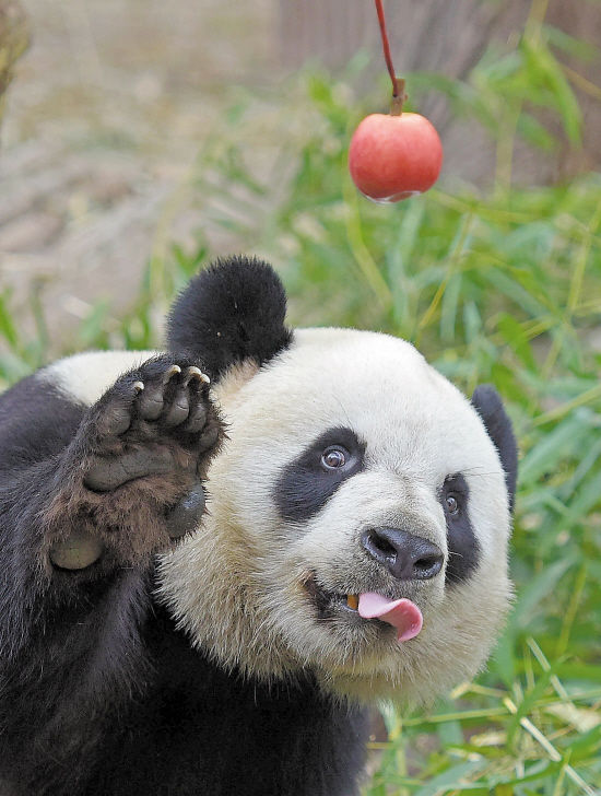 "活化石"熊猫历史源远流长,虽长得可爱,但战斗力一点都不差!
