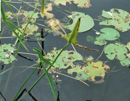 你真的了解多头苦荬吗?给大家科普一下
