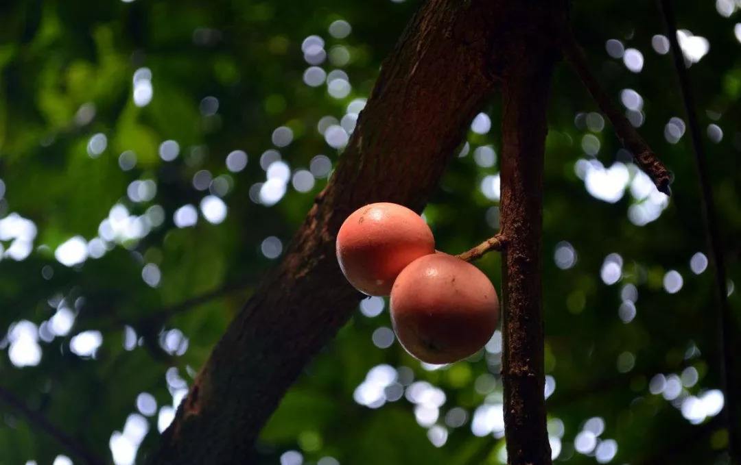 这两个孤独的木奶果,是被其它的木奶果孤立了吗?