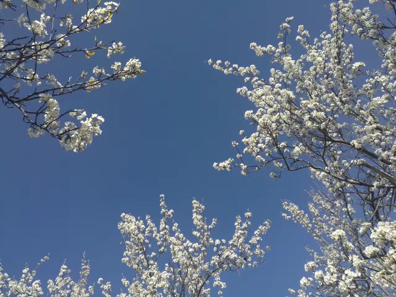 最美梨花诗词:惆怅东栏一株雪,人生看得几清明