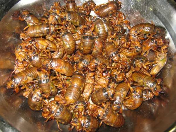 浚县的老乡们,该摸知了猴啦!你们村开始了吗?