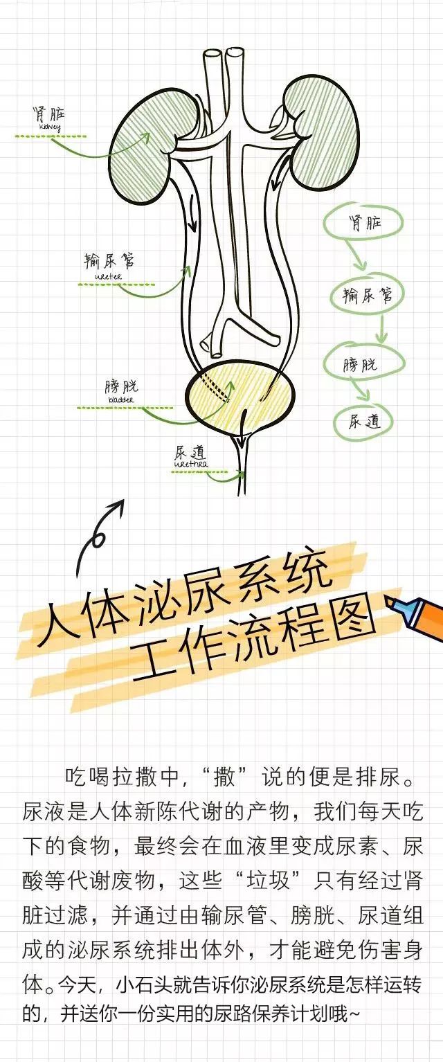 「人体泌尿系统工作流程图」:为了顺利排尿,身体也是蛮拼的
