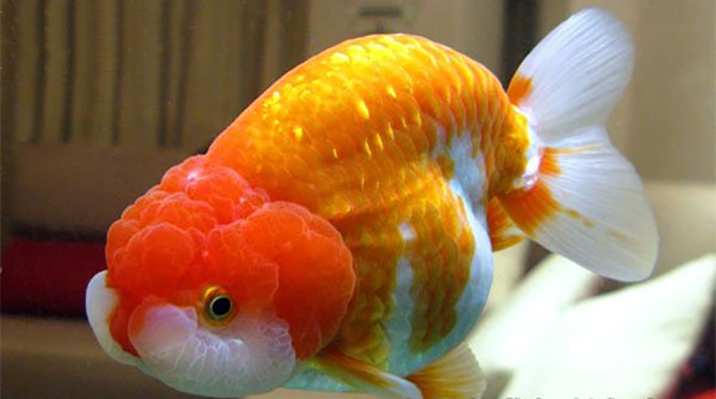 兰寿在日本被称为"金鱼之王,想必自有它的道理.