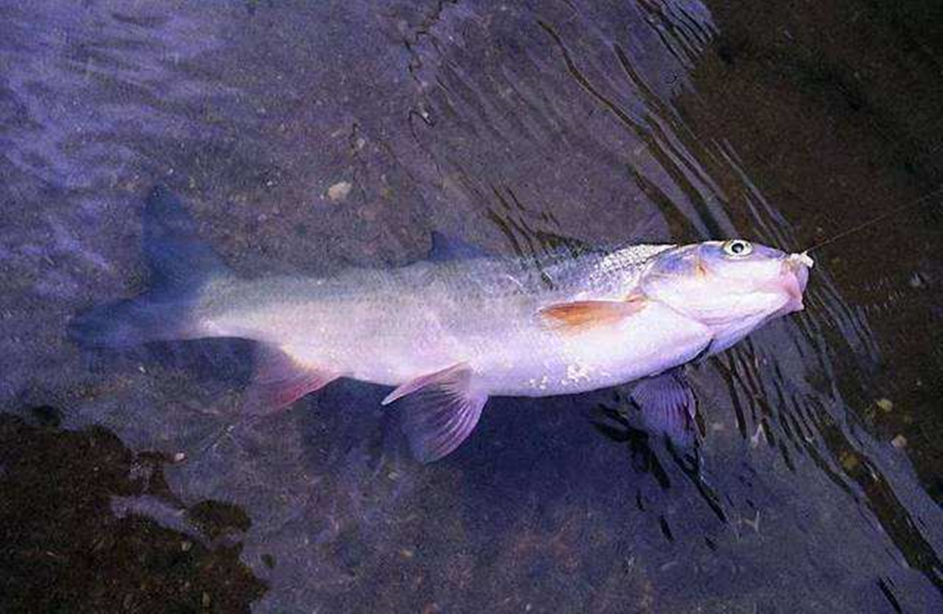 魚是一種生活在水中的變溫動物,在水中生長繁殖以及遊曳覓食時魚類要