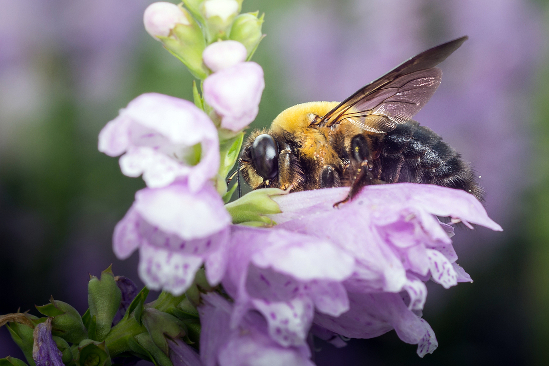 知识创作挑战赛初夏篇# 蜜蜂可以通过学习来识别人脸,甚至能辨别出