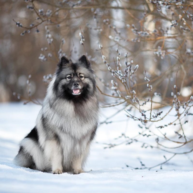 这些罕见的狗狗品种,有的全世界只剩几百只了,还不快来了解一下
