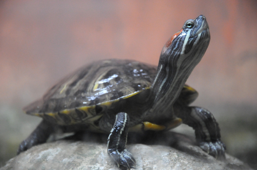 民间说法"万年龟"真的是这样的吗 野生和家养的区别