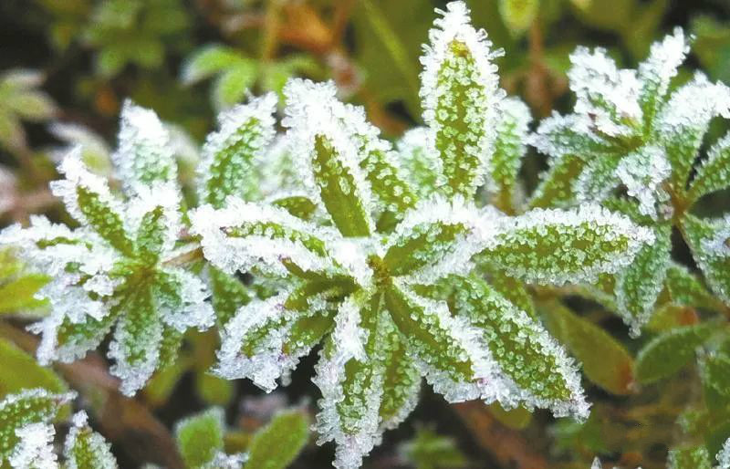 霜和雪的区别是什么图片