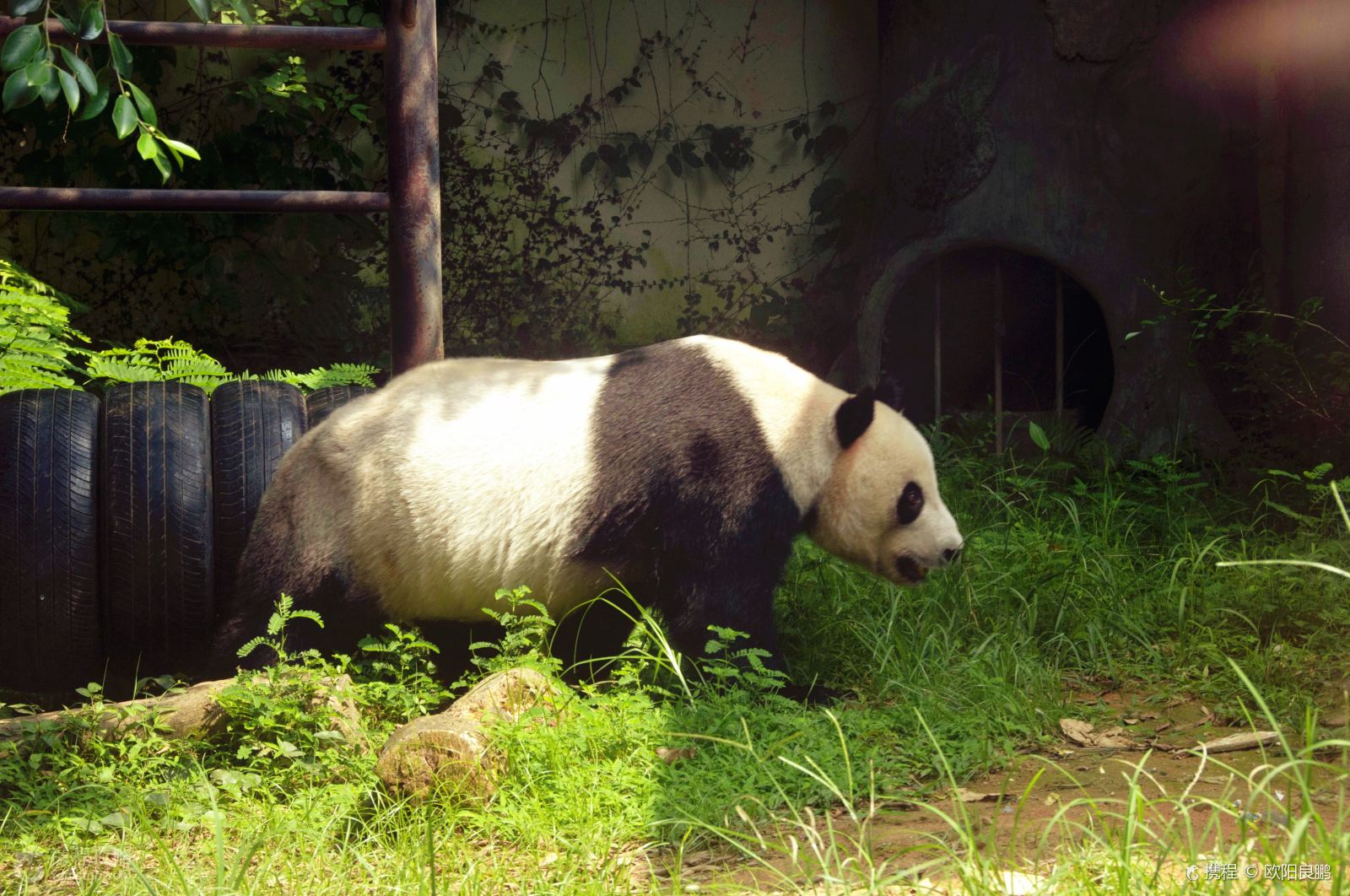 胖虎旅游:福建福州著名景点,海峡熊猫世界!