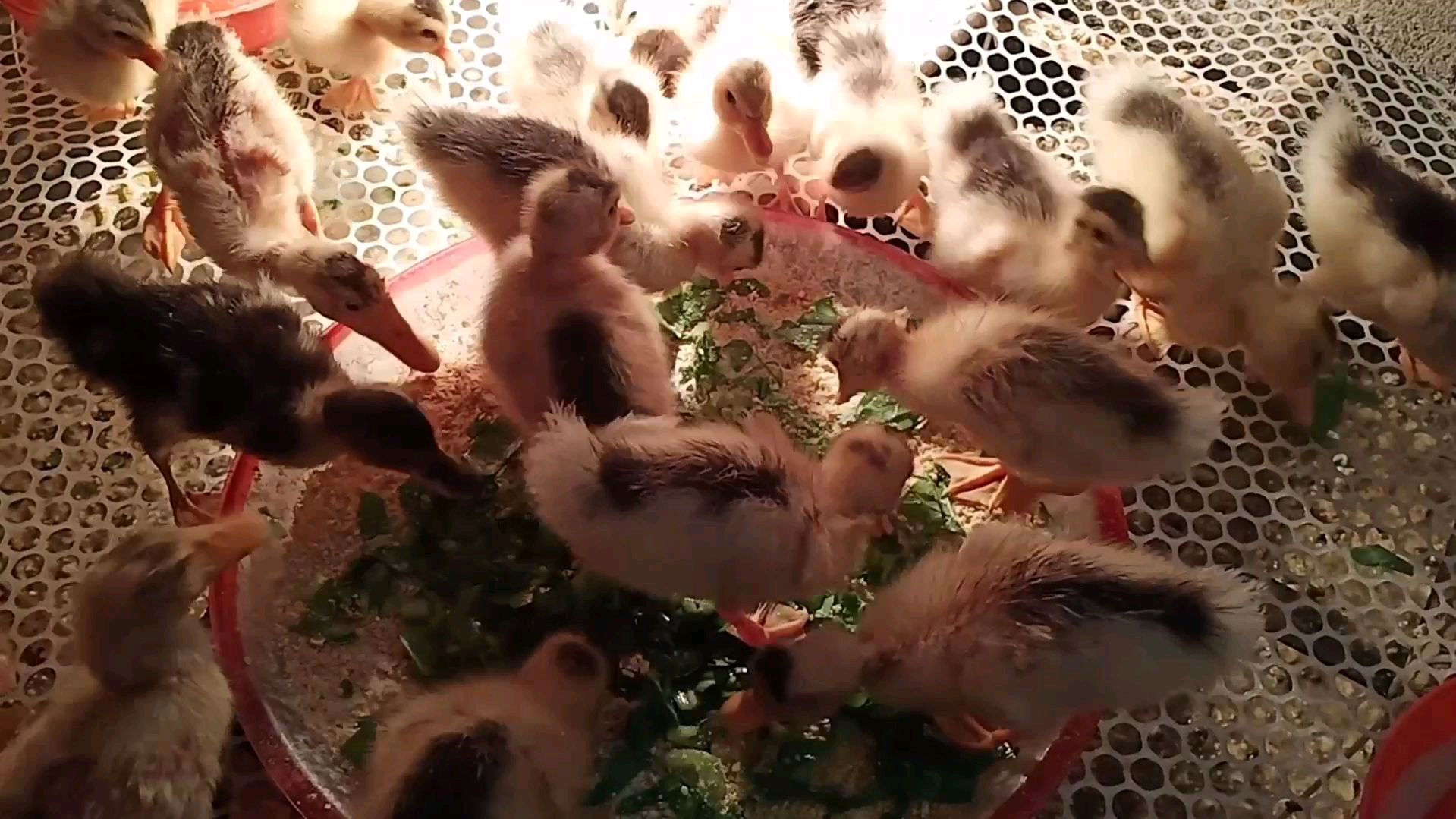 小伙从菜园摘了点青菜回来,切碎喂小鸡小鸭,还挺喜欢吃的
