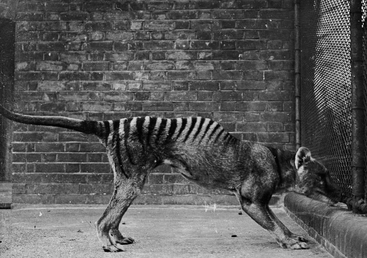 澳大利亚最漂亮的食肉动物袋狼灭绝前最后的照片