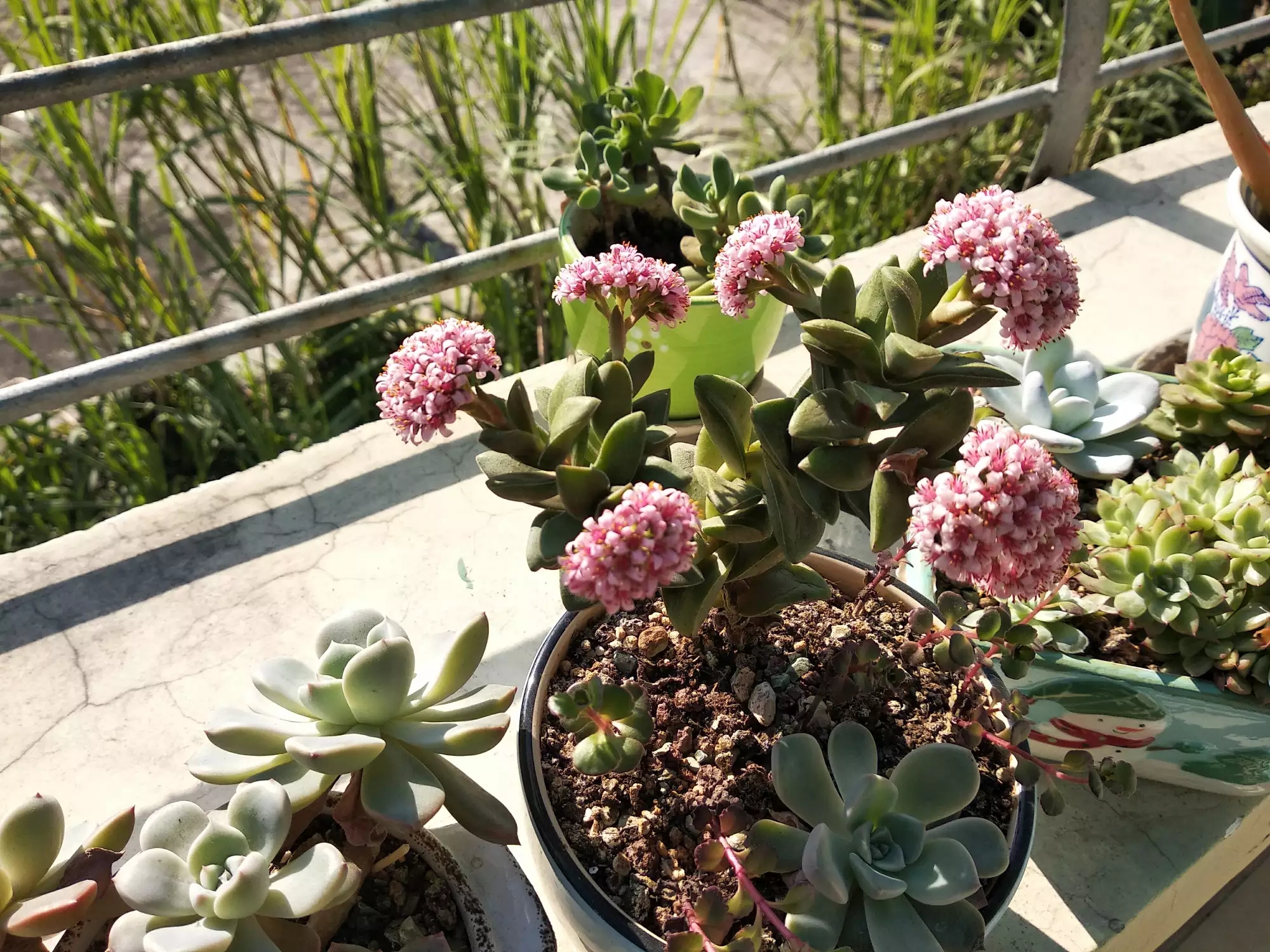 新买回来的多肉"神童"开花,美吧!还有粉雪莲,莎莎女王和格林