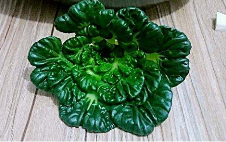 塔菜也叫菊花脑,它属于菊科植物,主要生长在中国的