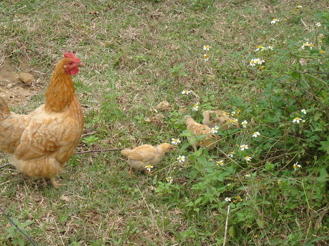 下蛋鸡,这样养殖,肯定产量高!