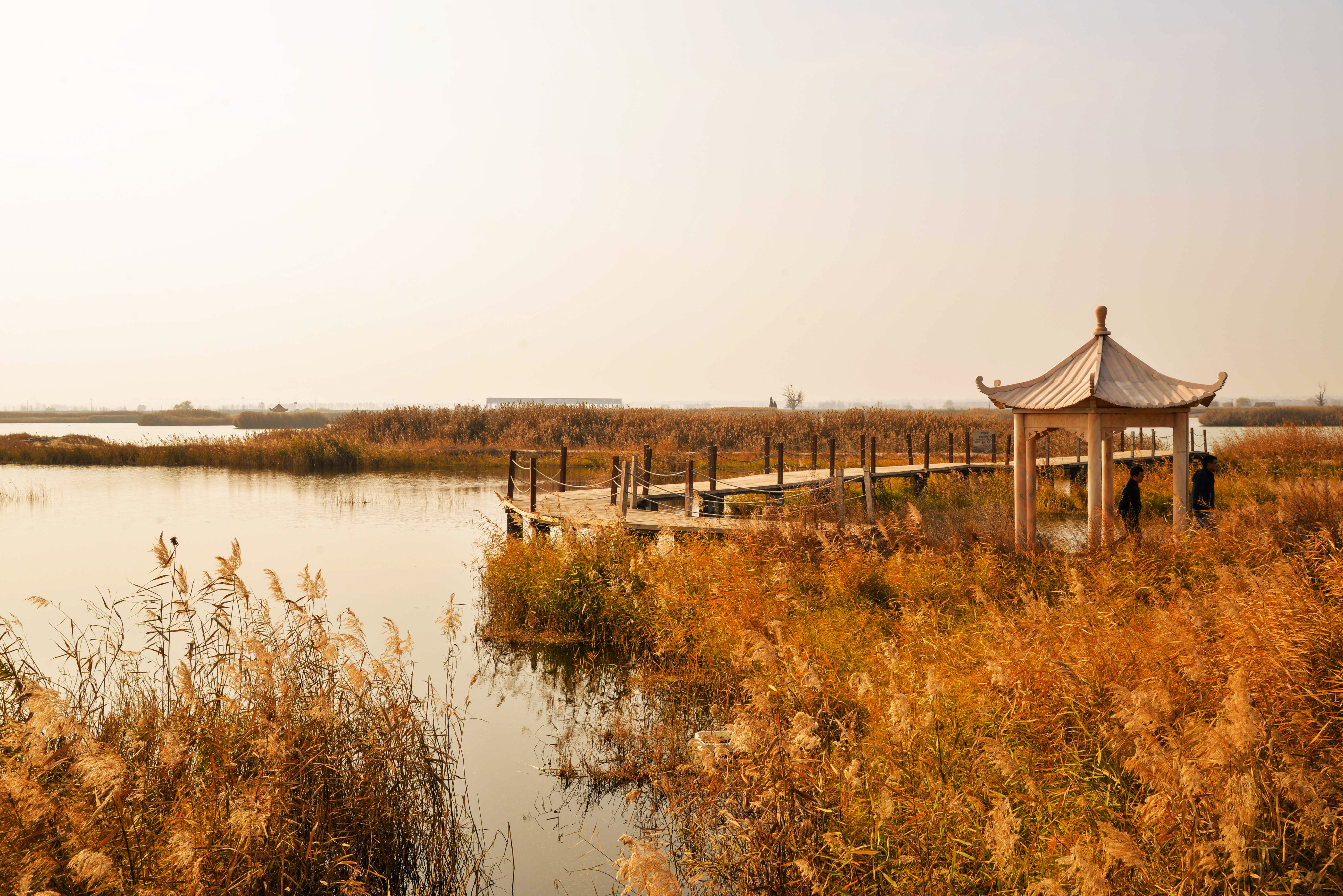 内蒙古托克托县:黄河两岸秋色美