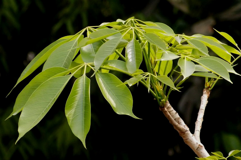 木棉树叶细节外观