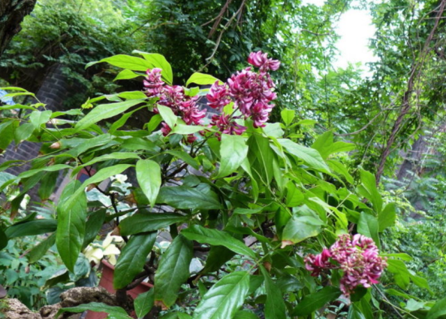 这种传统的活血补血药材,果实像极了四季豆,缠绕树上很难采摘
