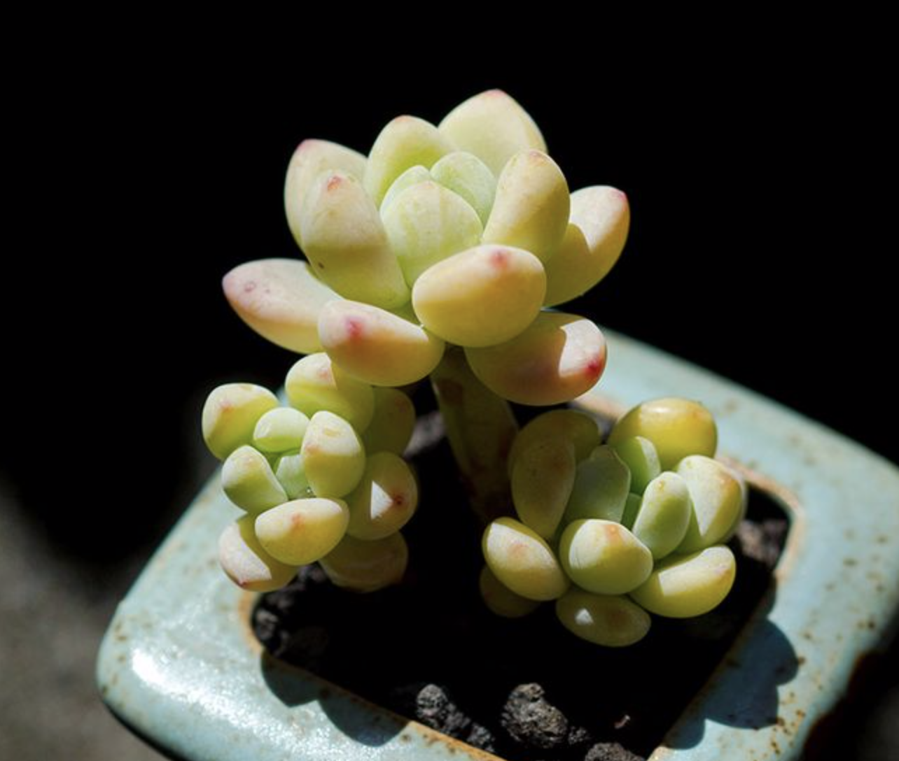 这些萌哒哒的景天系多肉植物,你认识多少?