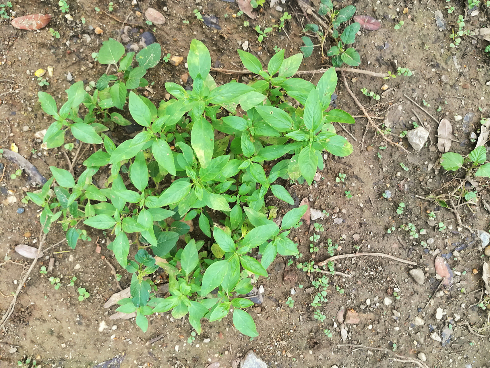 牙痛草是一种具有清热解毒,凉血消肿功效的野草,常用于治疗感冒,咳嗽