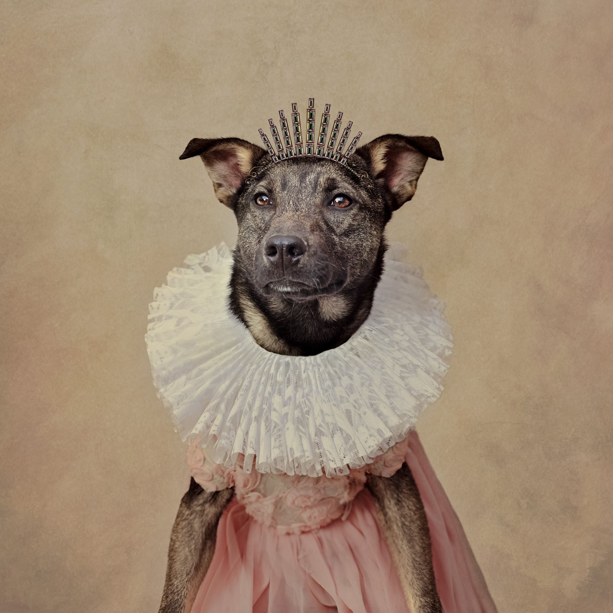 还有一直是女生们的养狗的不二选择——恬静迷人的挪威梗.