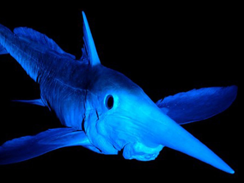 科普一下,了解长吻银鲛的请举手