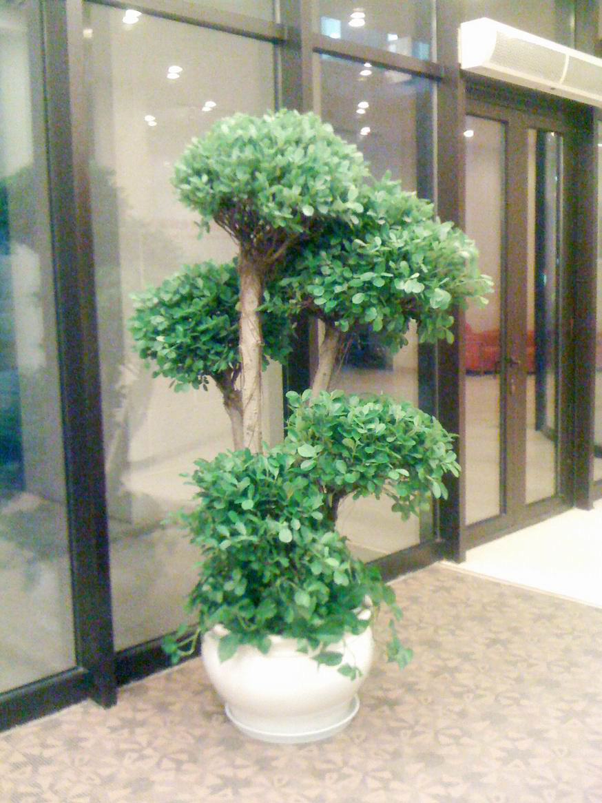 家里养上一盆金钱榕,财运亨通风水好