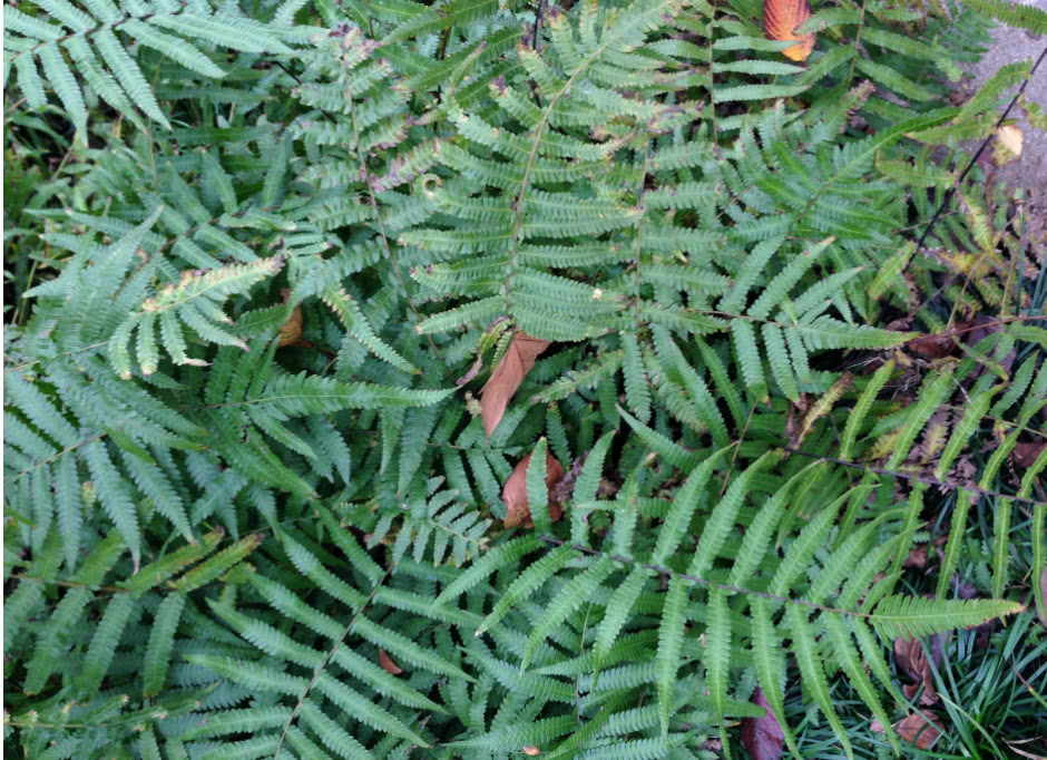 农村娃的经典零食"地鸡蛋",好吃又能解渴,大家有没有吃过呢?