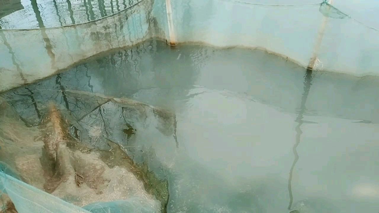如何养殖桂鱼桂花鱼?