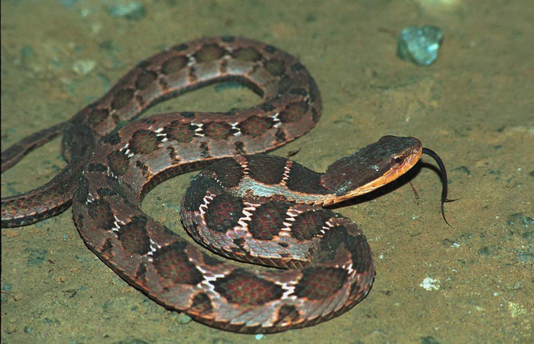 老汉救条断尾蛇,几天后,老汉患病,老村长道:你做了不该的事