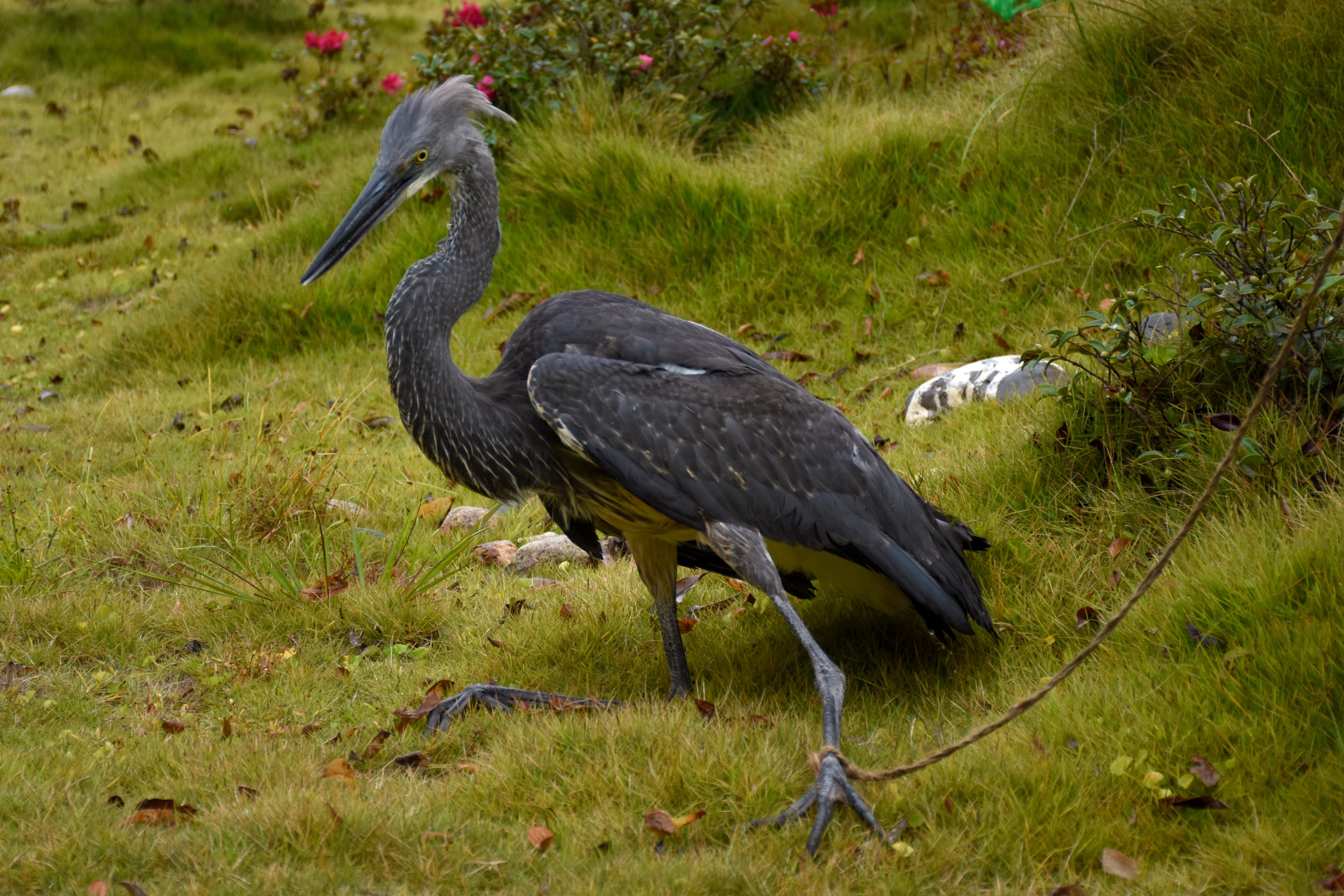 云南昌宁发现极度濒危物种白腹鹭(2)
