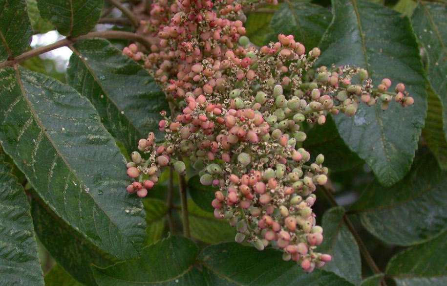 农村这种野果裹着盐巴,吃起来咸咸的随处可见,现在却成稀罕货