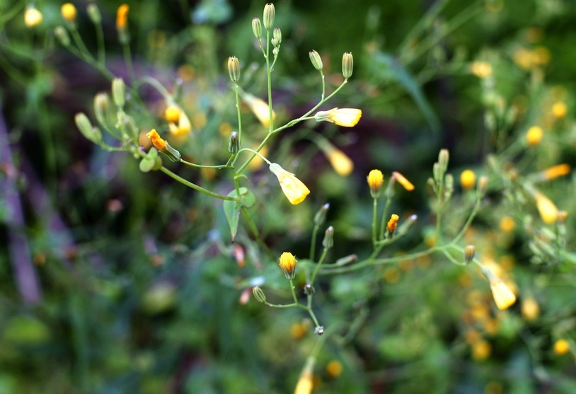 一种饲用药用价值均高的"苦碟子",一般人都不认识