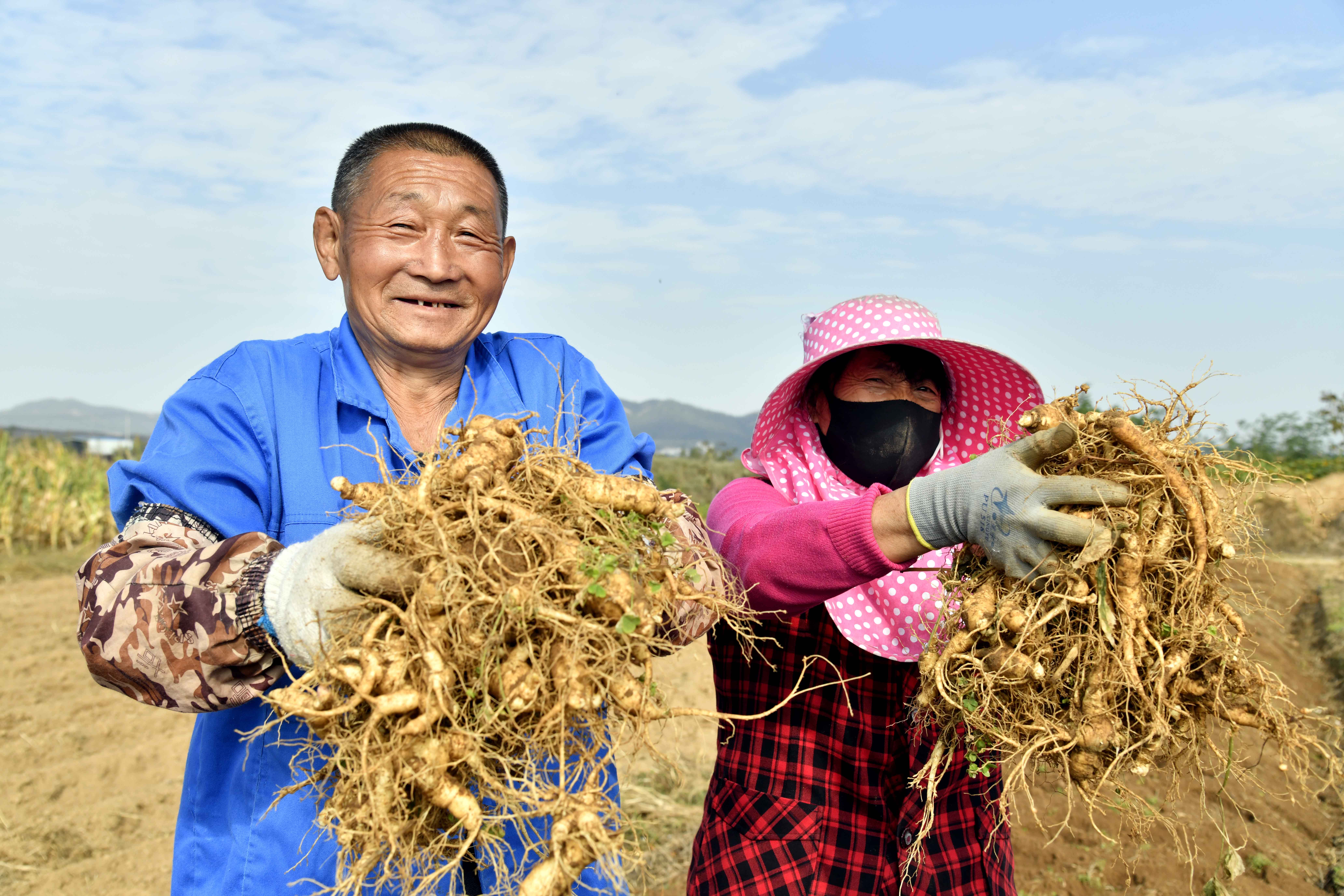 山东文登:西洋参喜获丰收