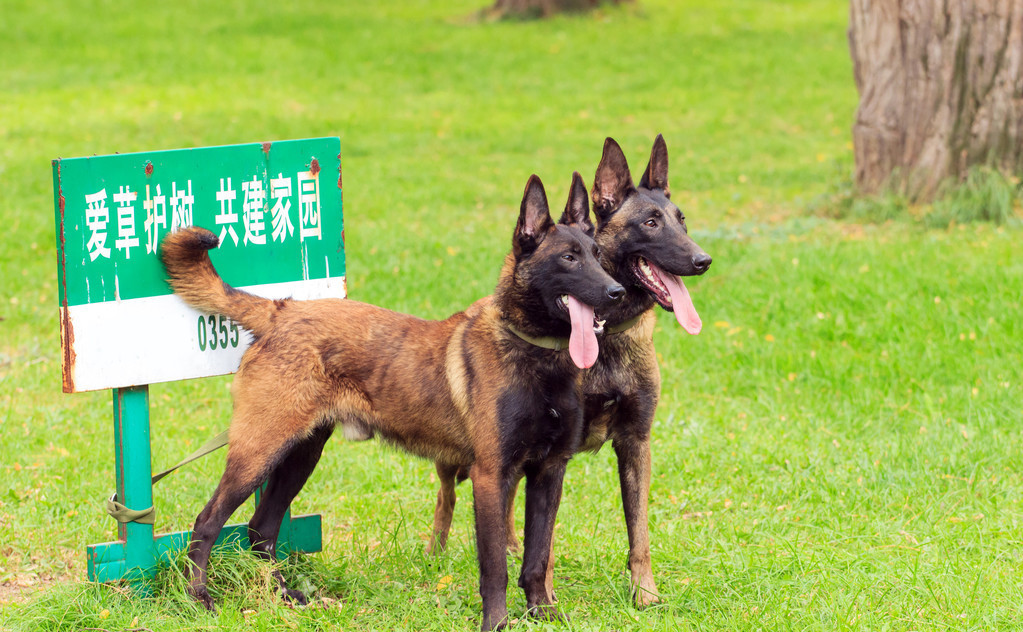 马犬,黑脸硬汉,一种不靠脸吃饭的狗狗