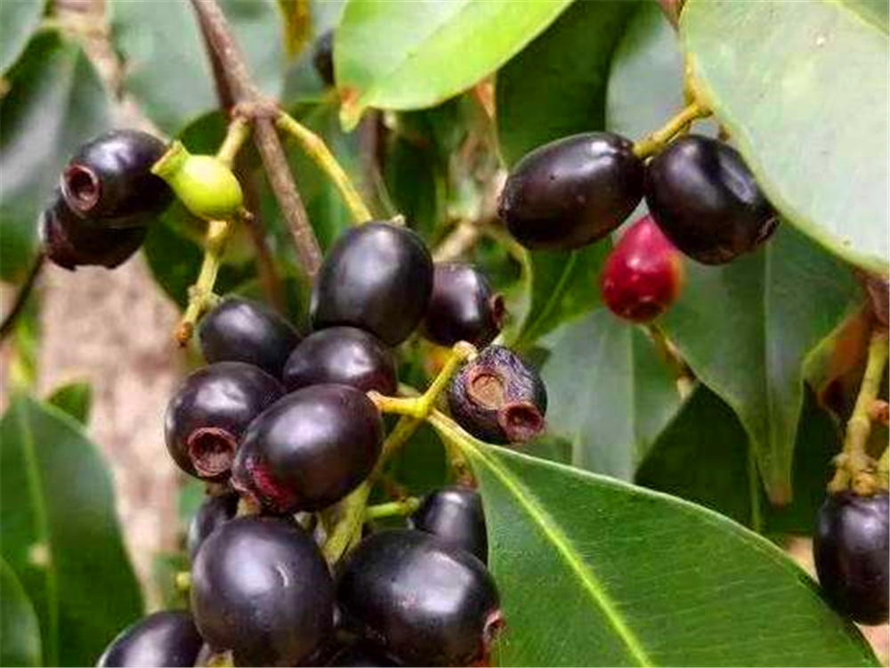 南方山村孩童吃腻的"羊屎果",如今成稀罕货,城里1斤卖近百元