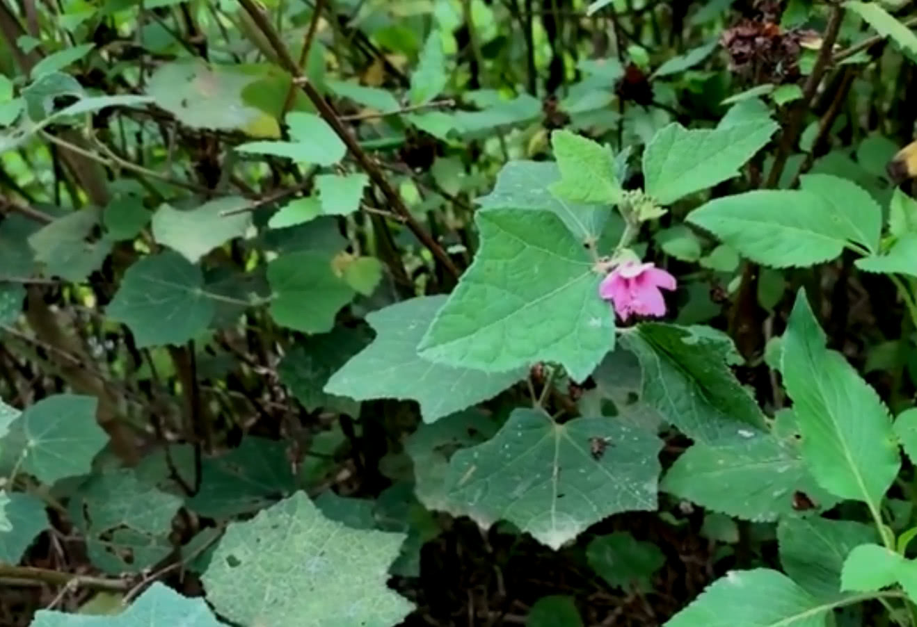 这种野草人称"八卦拦路虎,是很好的中药材,对风湿疾病很有效