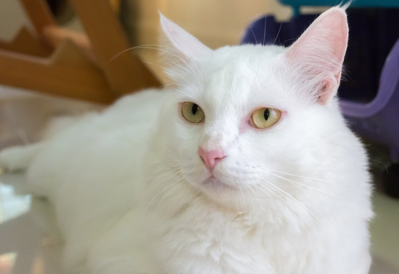 猫咪眼睛颜色还影响猫咪听力?哪种猫咪先天性耳聋几率比较大呢?