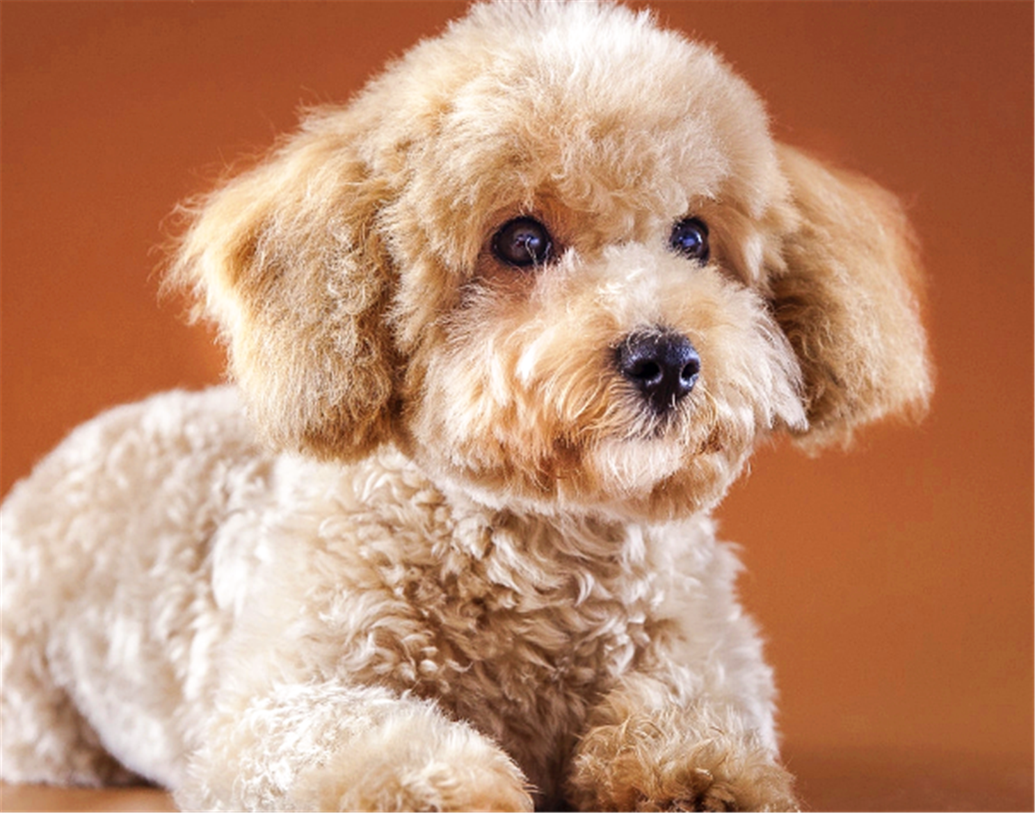 第九名:短腿柯基犬