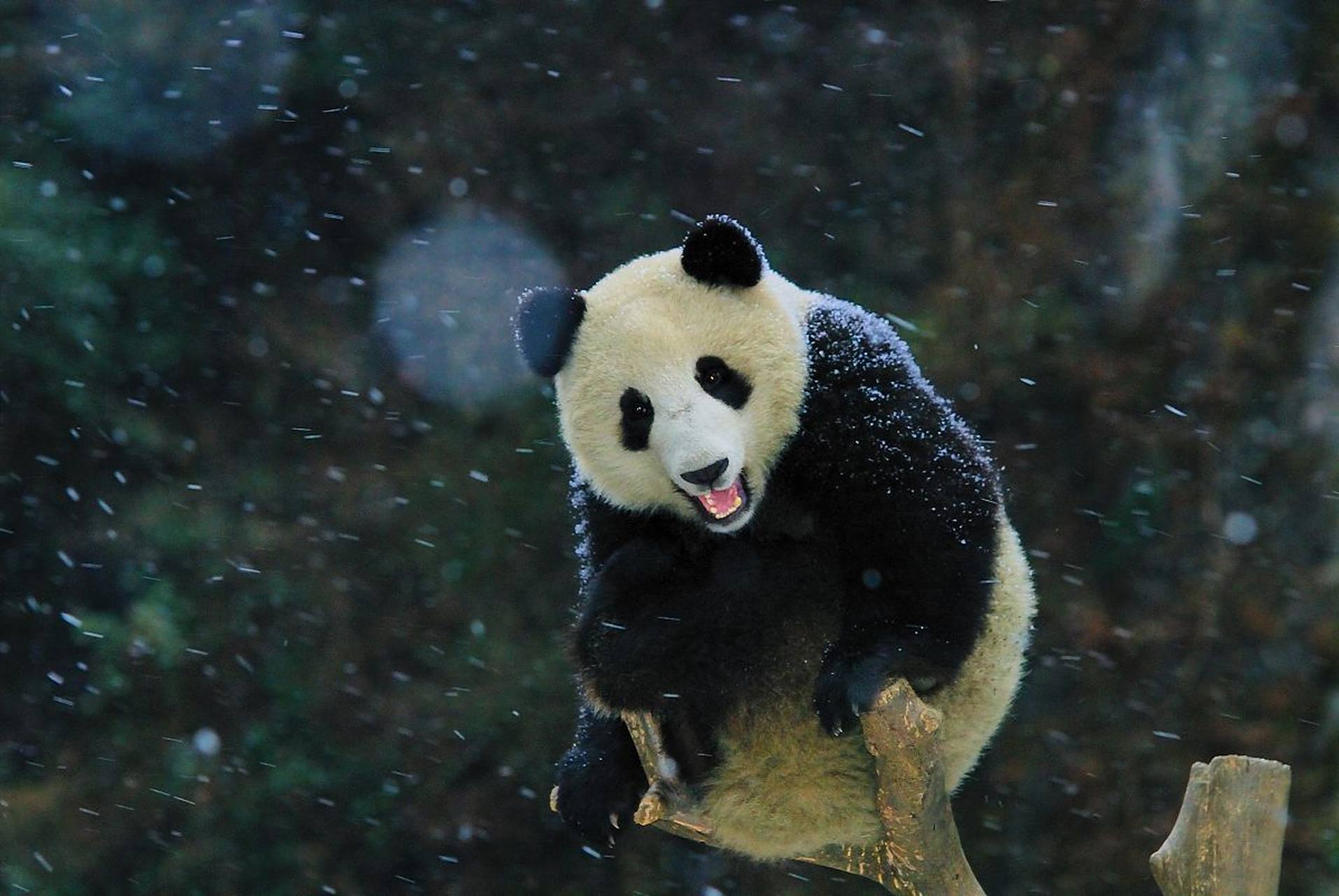 动物趣图# 可爱的熊猫,蹲在树干上,萌萌的样子真可爱