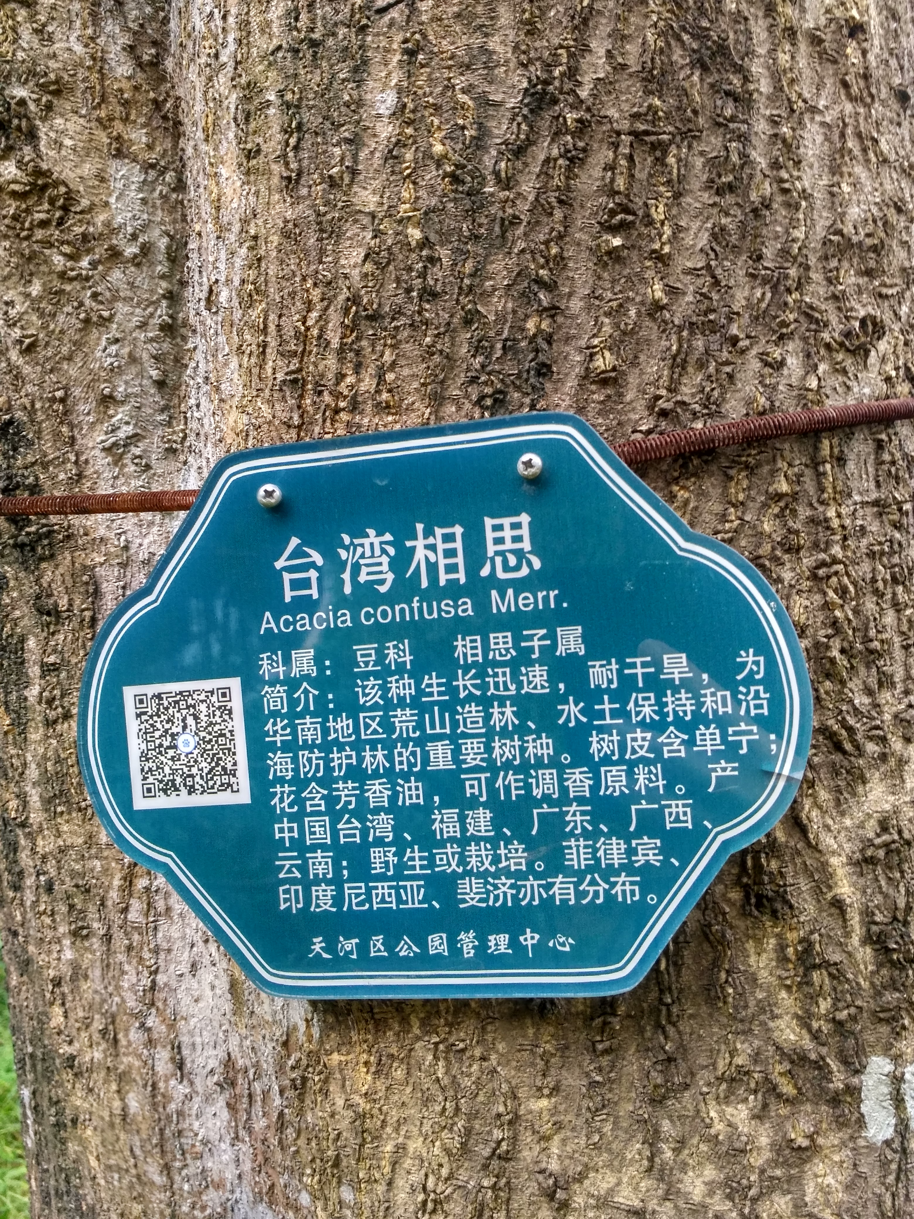 公园遇见的台湾相思树,此"相思"非彼"相思"