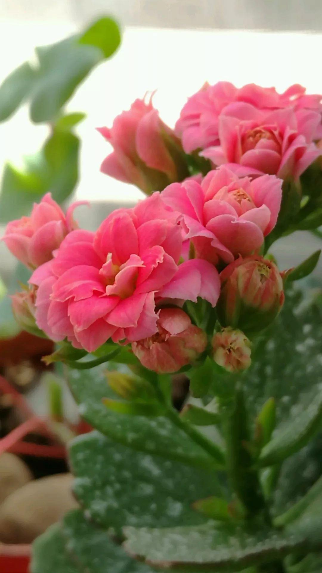 这88种花的美图,送你当壁纸,一天一张不嫌烦!