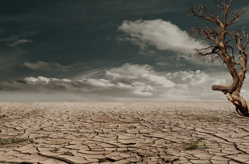 缺水的环境造就了沙漠干涸,很多植物因无法适应恶劣的环境变得干枯