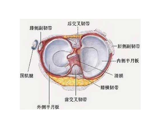 半月板損傷最好治療方法,不用鍛鍊每天按一按,堅持15天就漸愈!